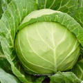 Fresh Cabbage Round Cabbage Wholesale Price From China High Quality